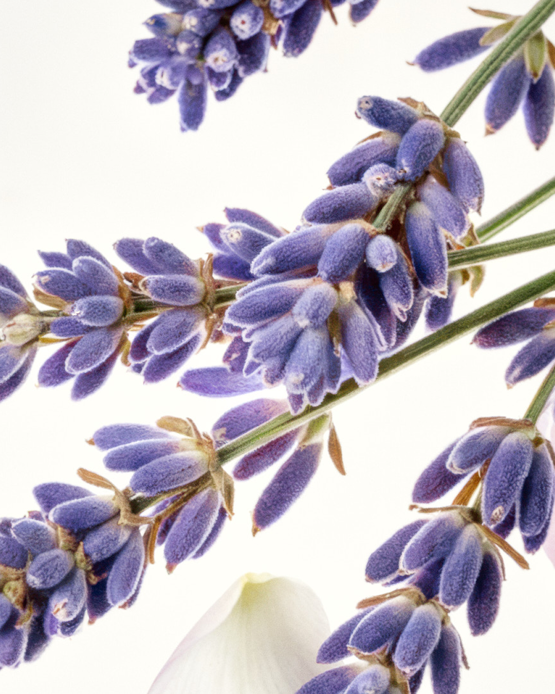Provencal Calm Room Spray 150mL