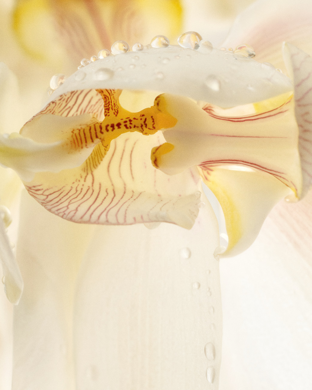 Tangier Affair Eau De Parfum 15mL